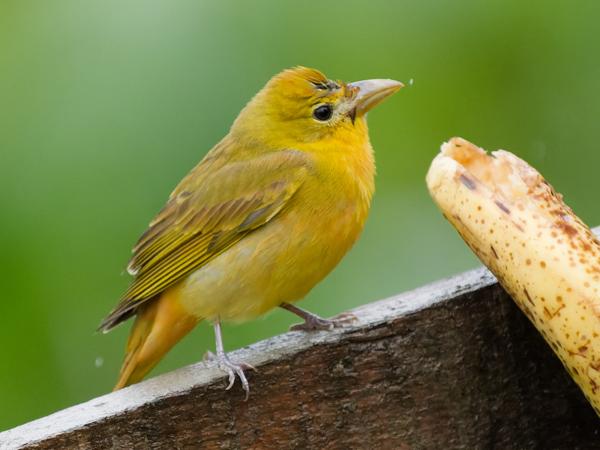 <h3>Piranga rubra / Summer tanager / Zomertangare</h3>OM-1 Mark II with OLYMPUS M.150-400mm F4.5, 1/2000 sec at F4.5, ISO 5000, distance 9.16 m